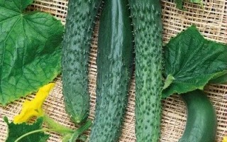 Любимец Конфуция