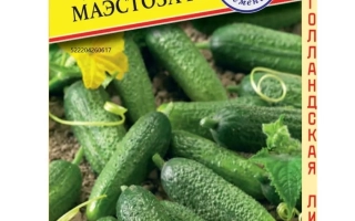 Маэстоза