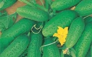 Мальчик с пальчик F1