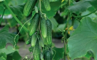 Маленький Проказник