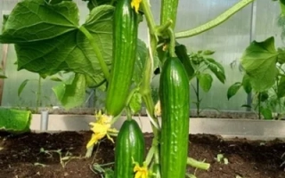 МЕСЬЄ ОЛІВ’Є