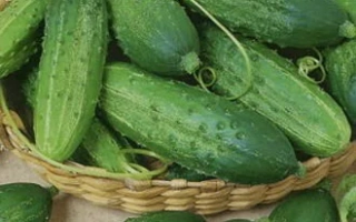 Basket of cucumbers with text: Ideal for pickling and canning. - MITYAY