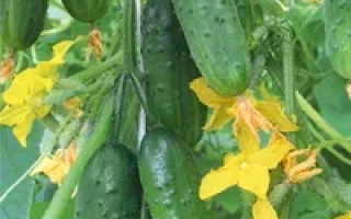 Младший лейтенант F1