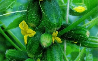 Многодетный