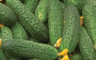 МОЯ Симпатия