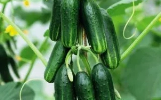 Молодо-Зелено