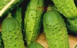 Пакет семян огурца 'Московский Пижон' с изображением плодов