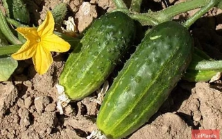 Огурцы сорта Московский Юбилейный на грядке с цветком