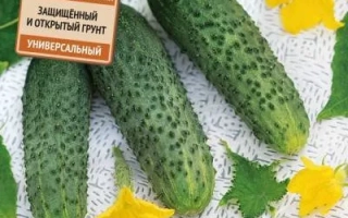 Пакет семян огурца МУЛЬТИ-ПУЛЬТИ F1 с изображением огурцов и цветков.