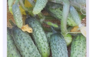 Настоящий Хозяин