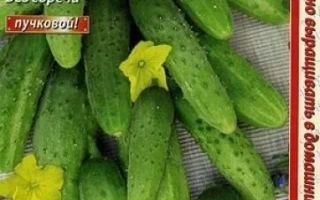 Seed packet of cucumber Nikita F1 with fruit image