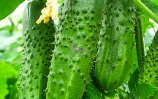 Нижинский 23