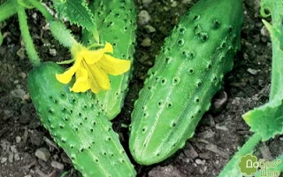 Нижинский дар