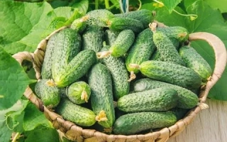 Нижинский мисцевий