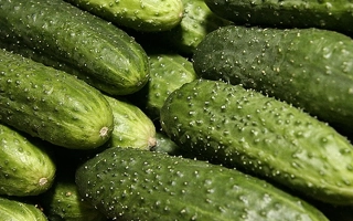 Новичок Алтая