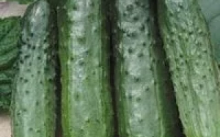 Карамболь F1