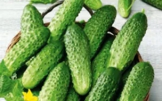 Огуречный Проспект