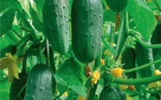 Охотный ряд F1