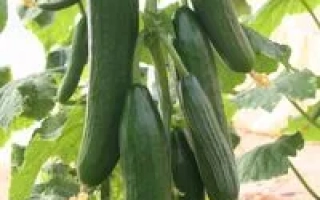 Огурцы сорта Палермо F1 на растении