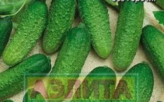 Огурец Пантера F1 на фоне зеленых огурцов