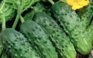 Семена огурца сорта ПАСАДОБЛЬ на упаковке с изображением плодов