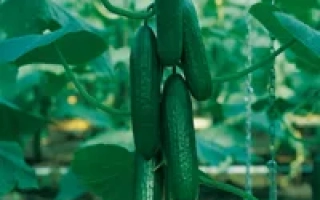 Пассандра F1