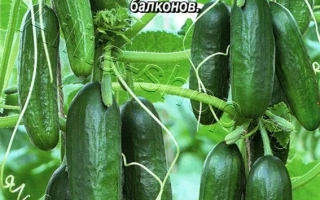 Патио Стар