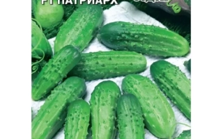 Семена огурца сорта ПАТРИАРХ на упаковке с изображением плодов