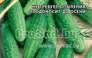 Пакет семян огурца ПЕЧОРА F1