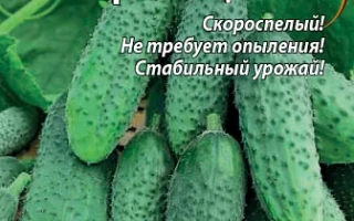 Первенец ВХ