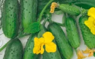 Первый класс F1