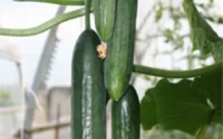 Свежие огурцы сорта Пикас F1 на растении