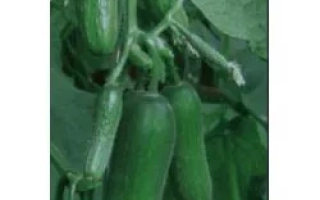 Свежие огурцы сорта Пиколино F1 на растении