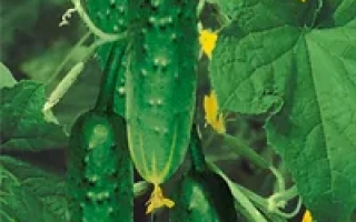 Подмосковные вечера F1