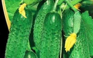 Преданность