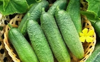 Примадонна Дачника