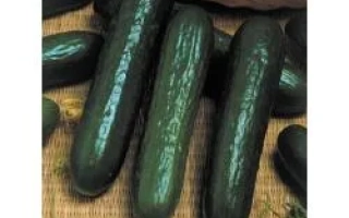 Свежие огурцы сорта Принц F1 на соломенной подложке