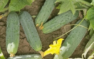 Провокатор