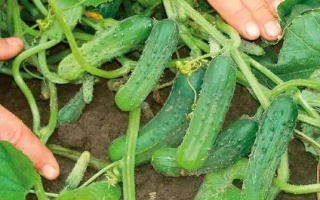 Cucumbers on a garden bed with hands showing the harvest - PUCCHINI