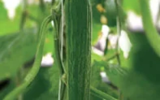 Свежий огурец на лозе - Рафаэль F1