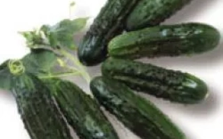 Свежие огурцы на ветке - РЕГАЛ F1