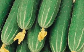 Регина-плюс F1