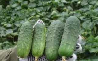 Четыре огурца сорта РОЯЛ F1 на перчатке на фоне грядки