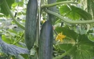 Огурцы Родео F1 на растении в теплице