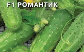 Семена огурца корнишон F1 Романтик на упаковке