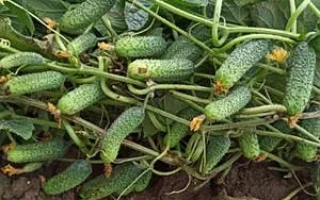 Рубинштейн