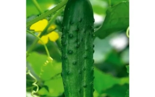 Русская Забава