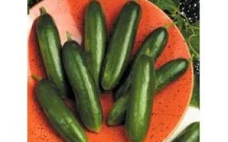 Свежие огурцы сорта Сафа F1 на оранжевой тарелке