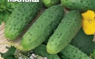 Sugar Baby F1 cucumber seeds on a green background with fruits