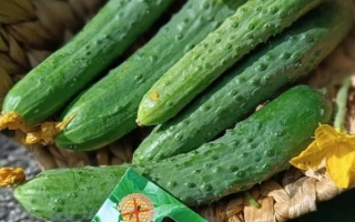 Шальная Императрица